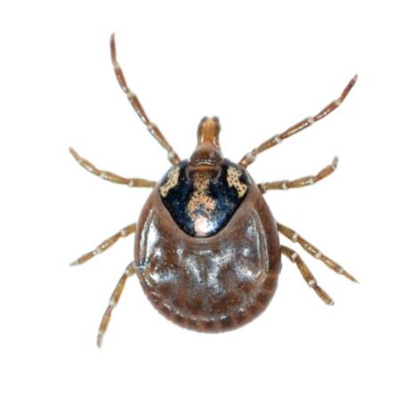 An image of an adult tick