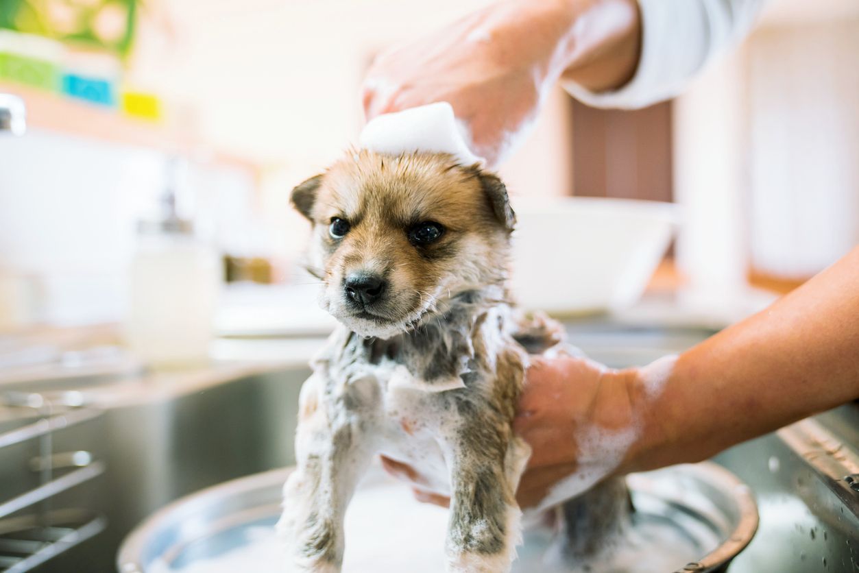A dog being bathed by its owner