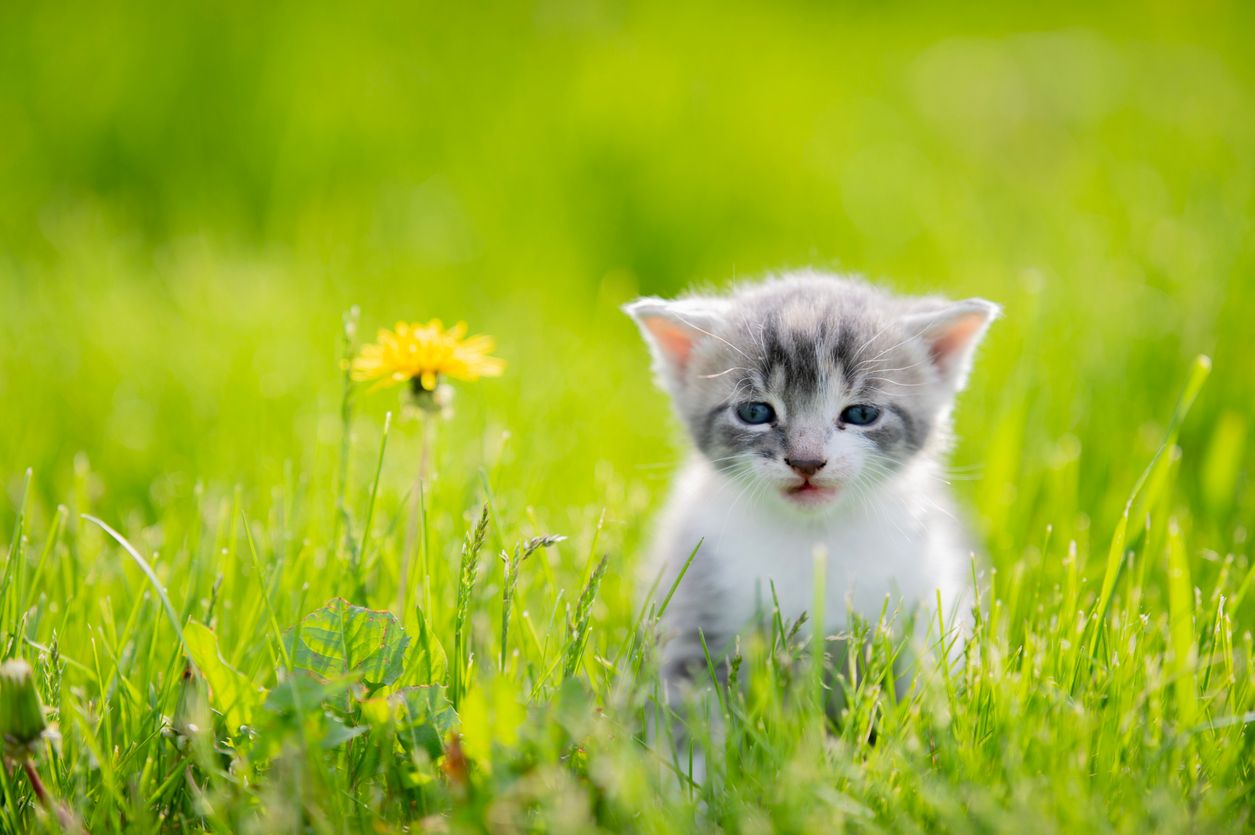 A kitten sits next to a dandelion