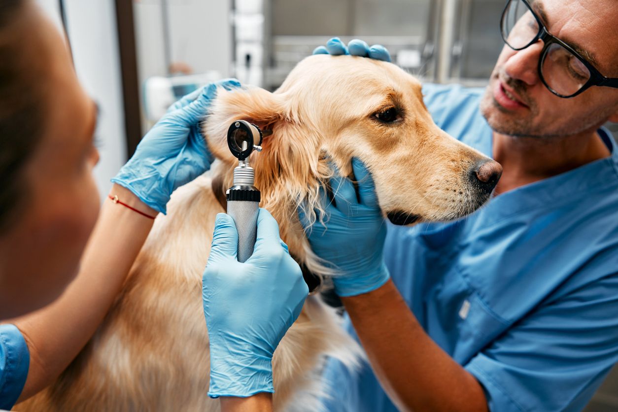 Vets examine a dog's ear
