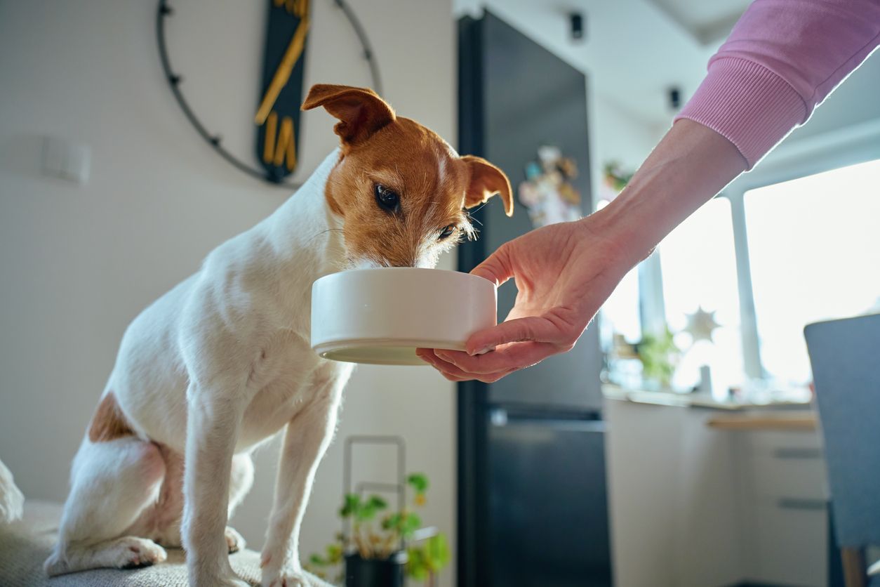 A dog eats their lunch from a bowl
