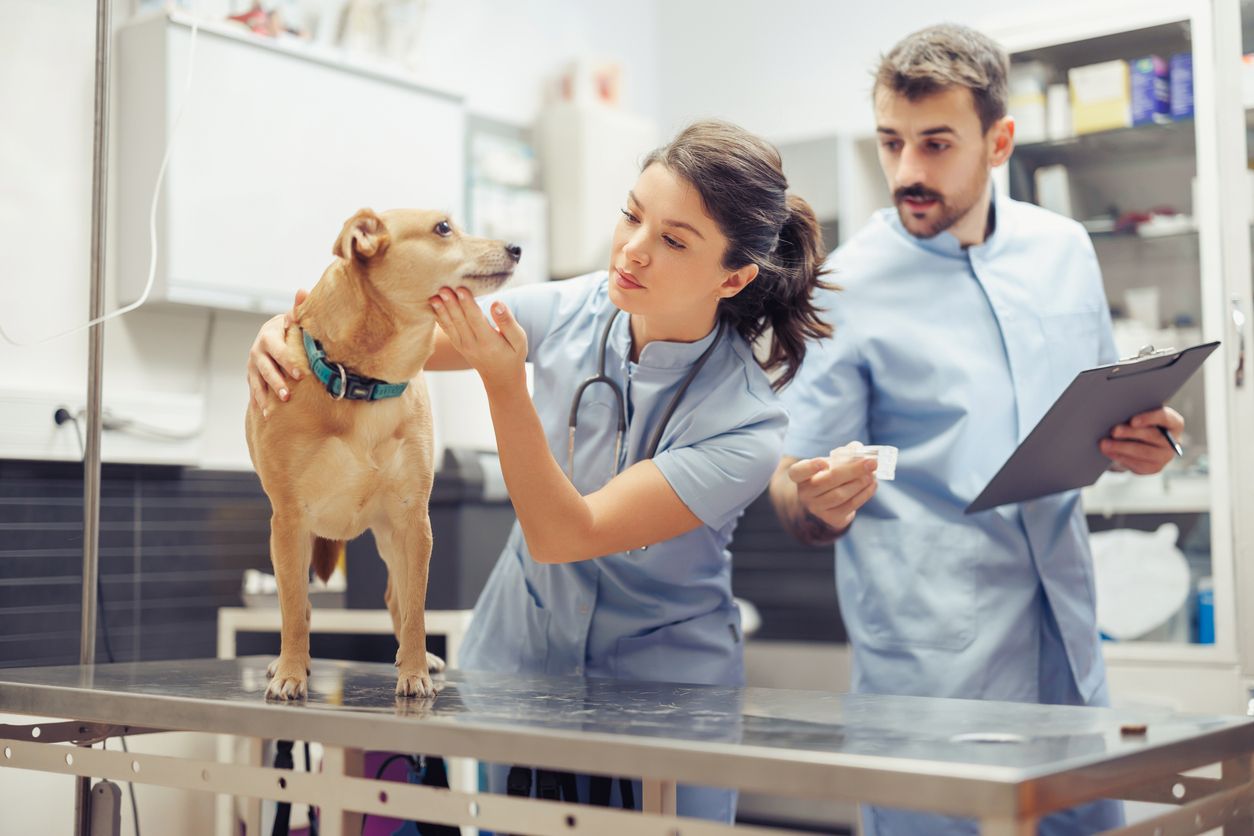 A dog is examined by a vet