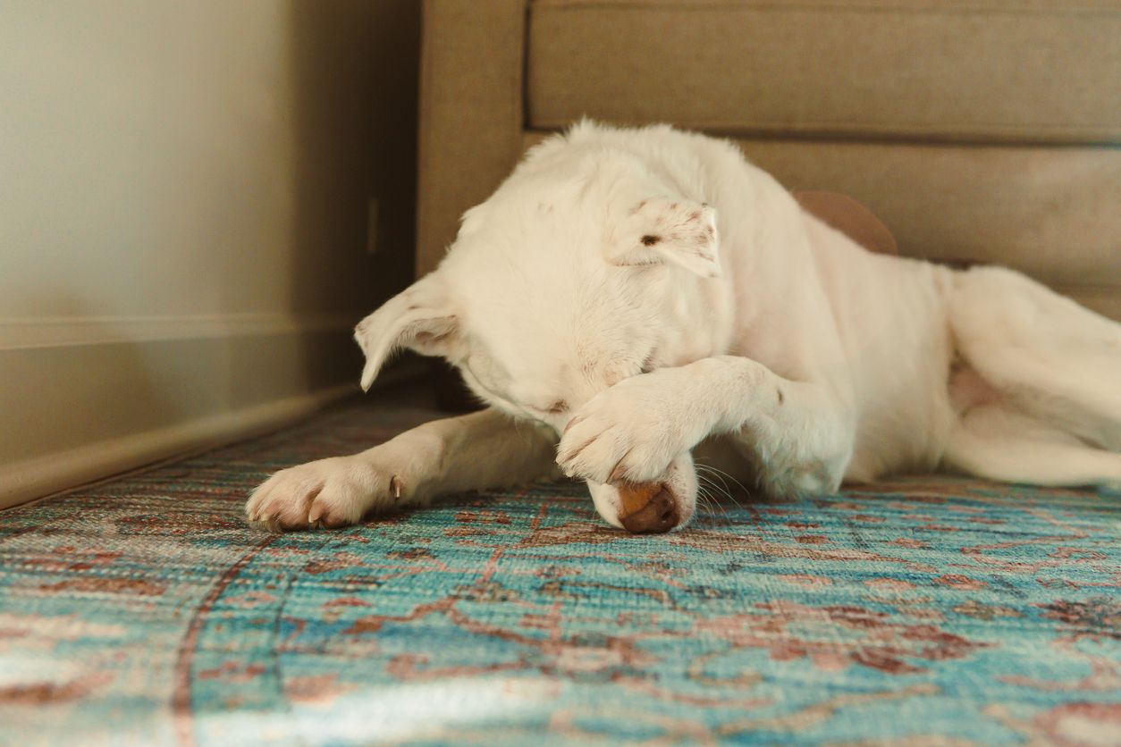 A dog scratches their nose with a paw inside