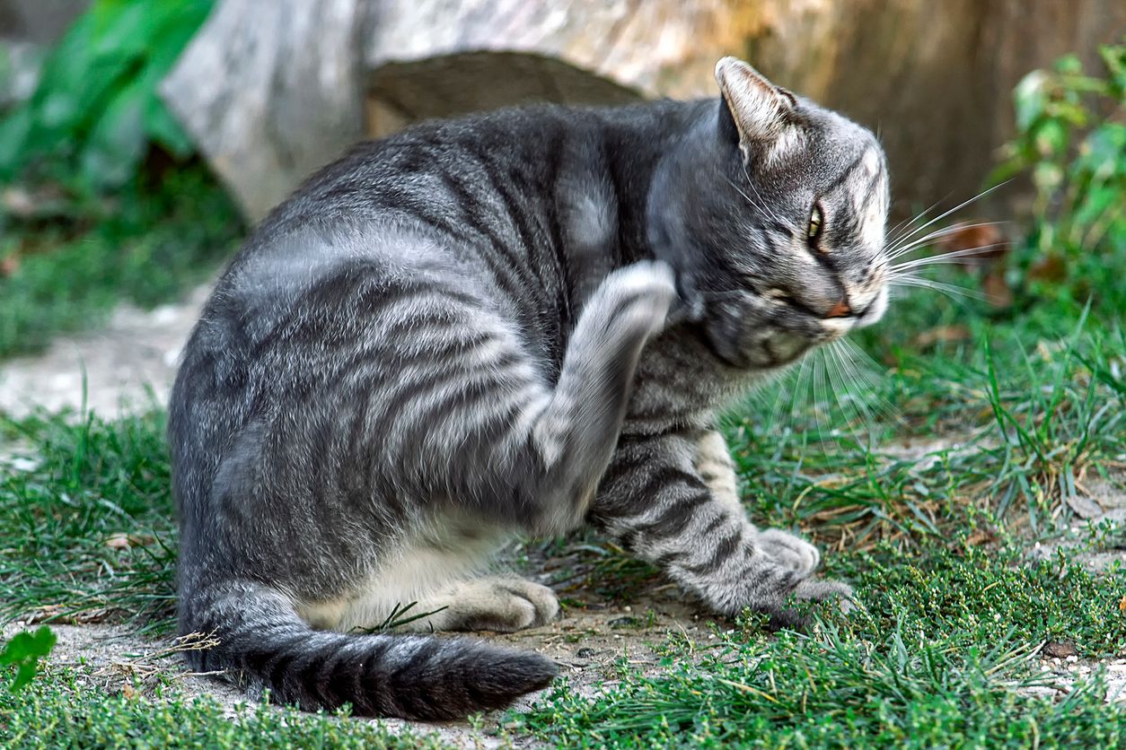 A grey cat outside scratching its ear