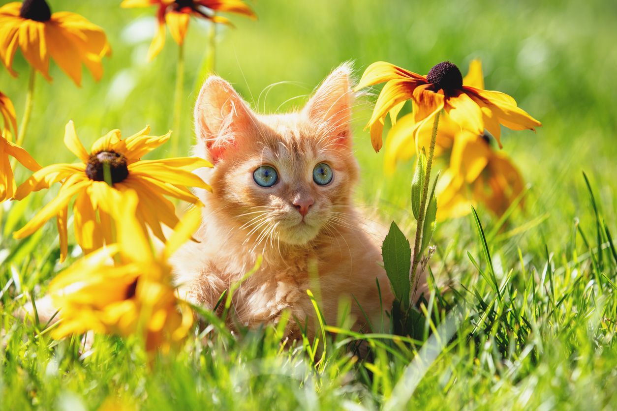 A kitten sits among yellow flowers