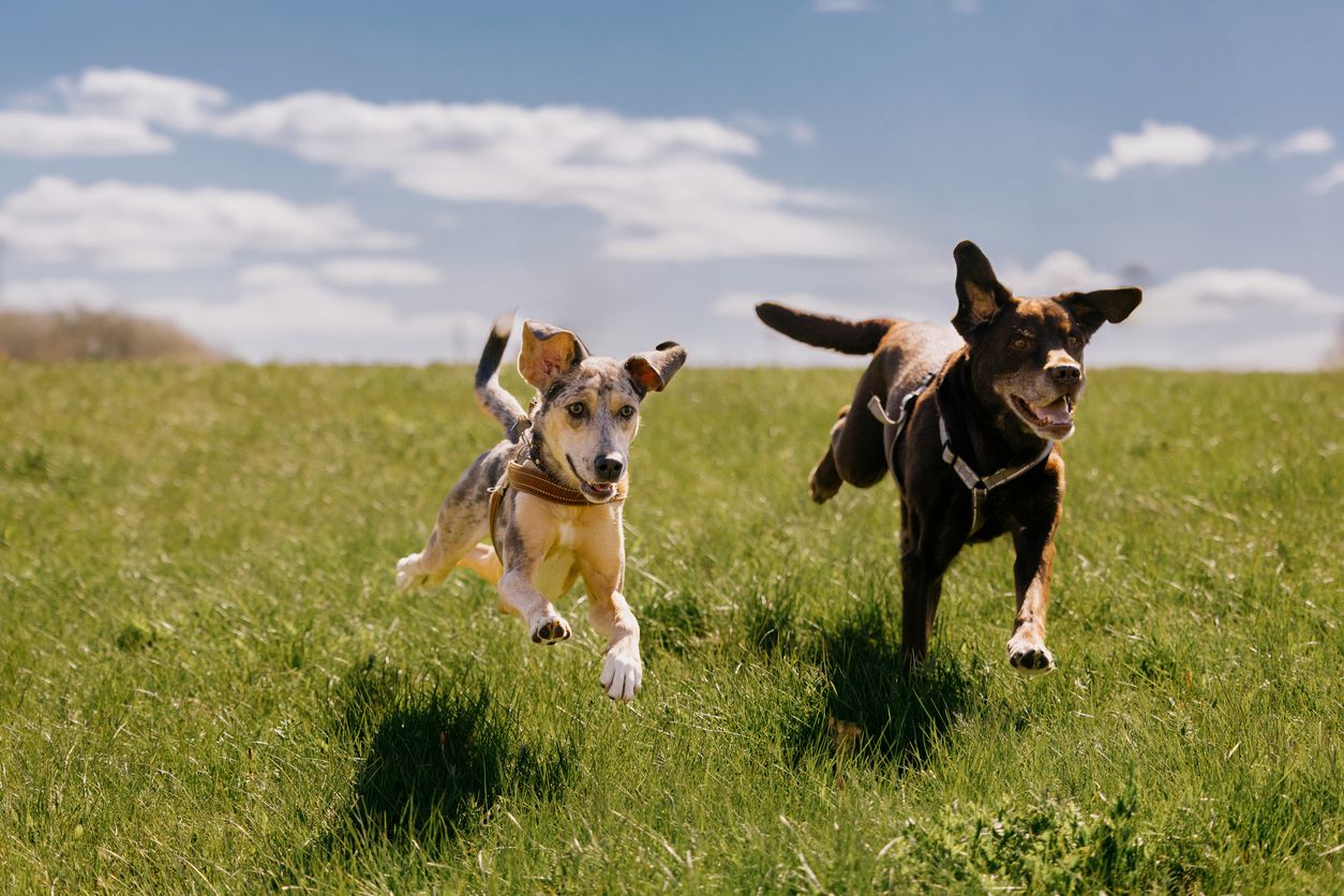 Two dogs run across a field
