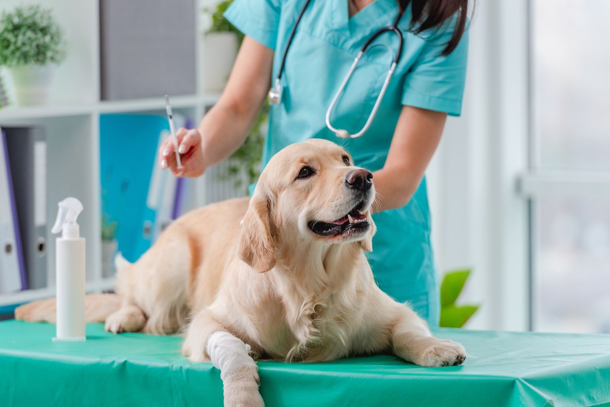 A dog receives an injection by a vetinarian