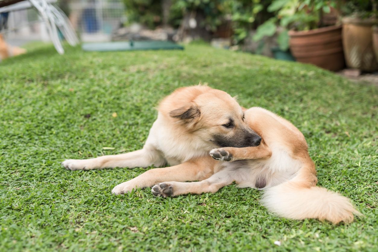A dog itches its paw lying on the grass