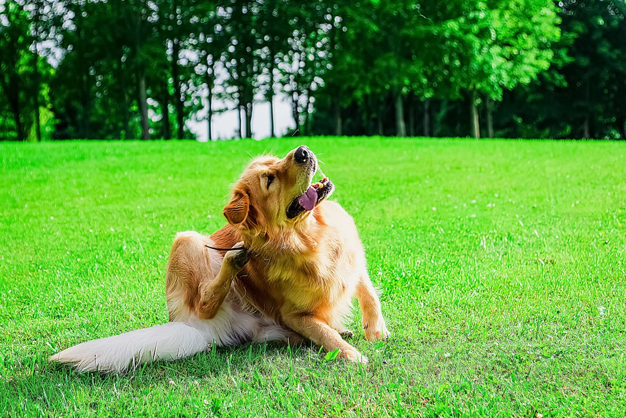 A Labrador scratches its head outside