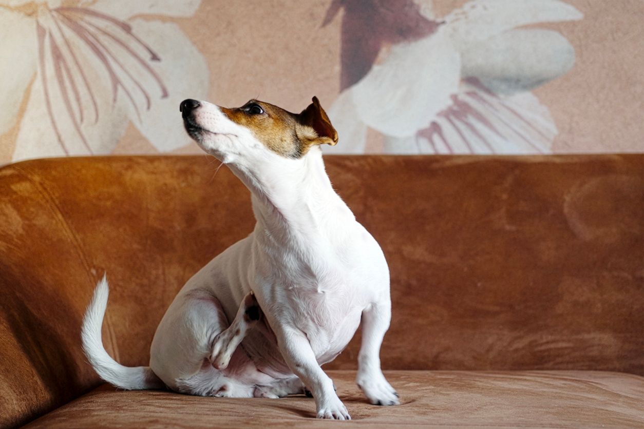 A dog scratches their side while sitting on a couch