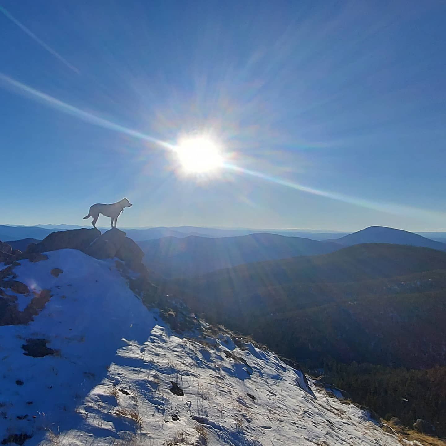 A picture of Jo Myers's dog silhouetted atop a mountain