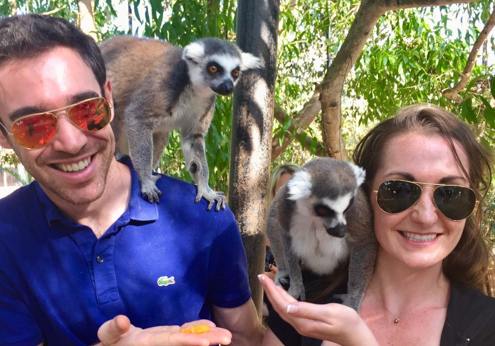 A pair of meerkats clamber over Dr. Julian