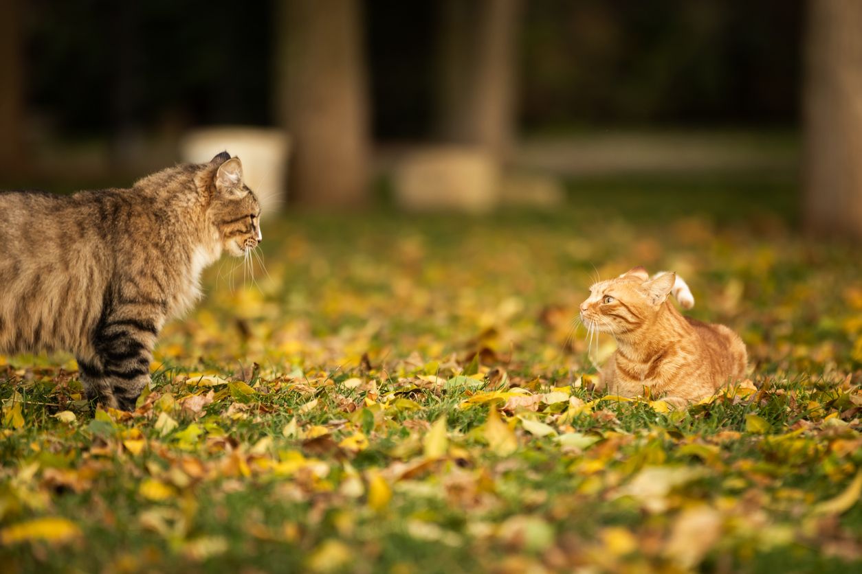 A pair of cats play in fall leaves