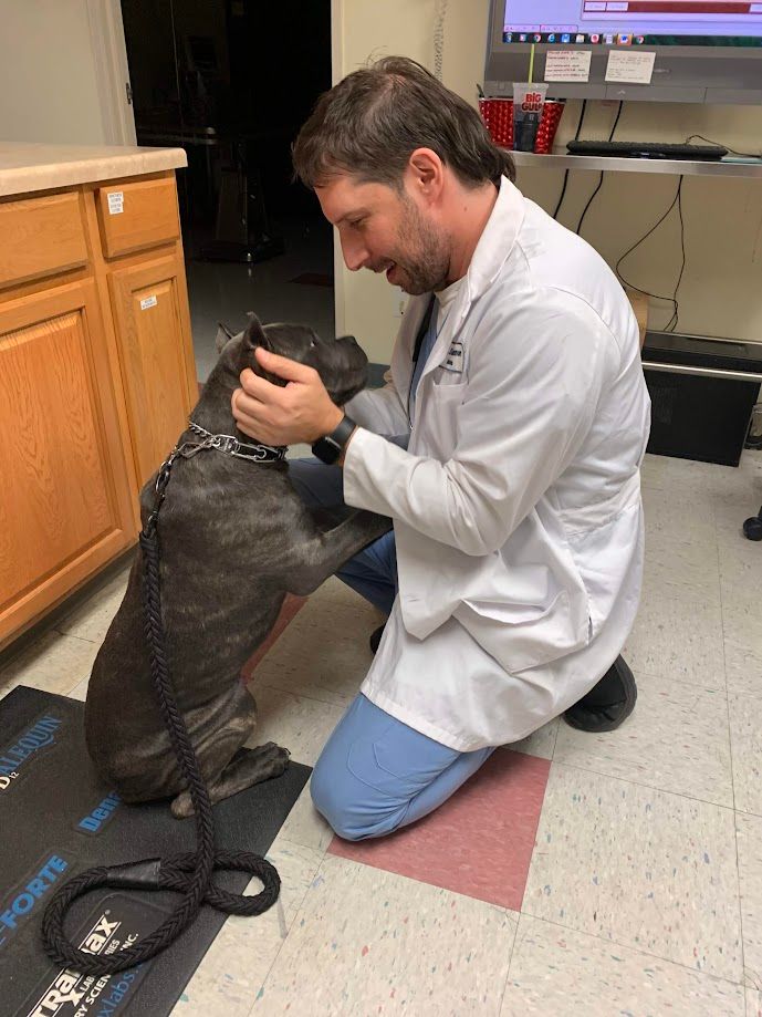 Dr. Levisman pets a dog in a veterinarian clinic