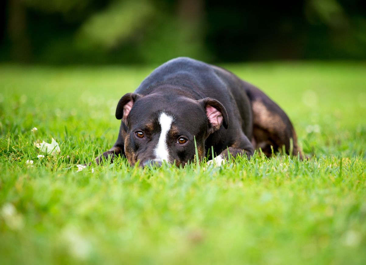 A mixed breed dog lies with its head in the grass