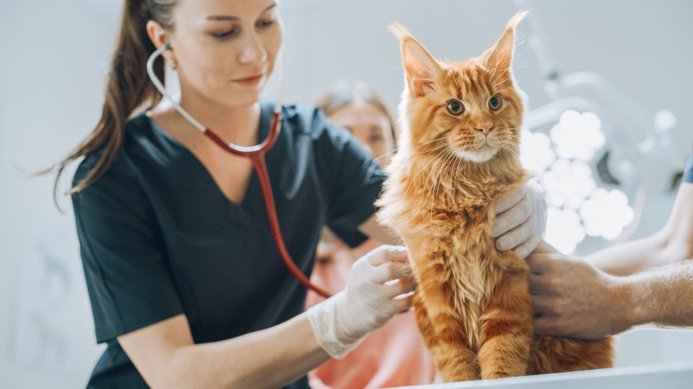 An orange cat at the vets