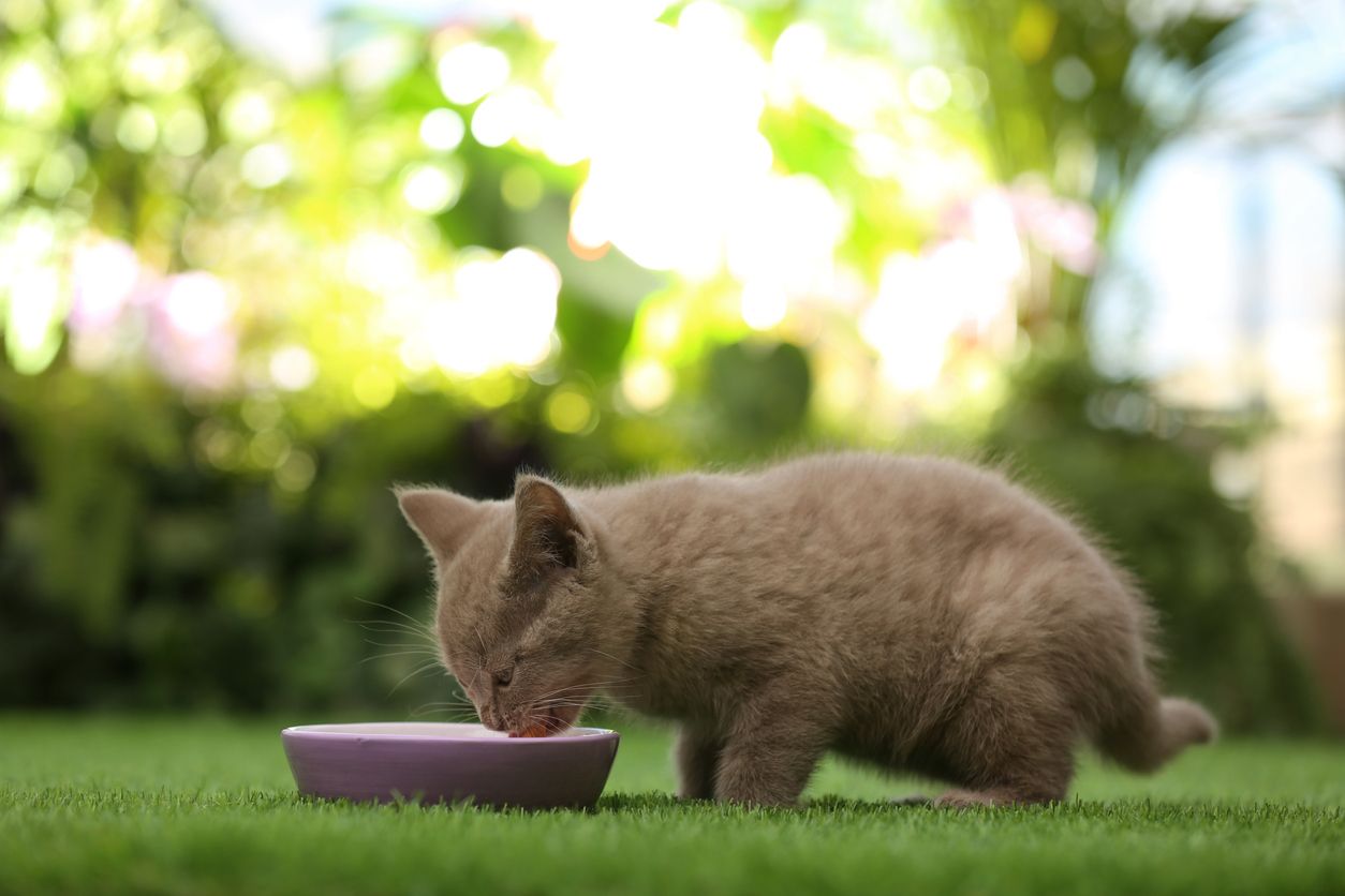 A cat eats from a bowl outside
