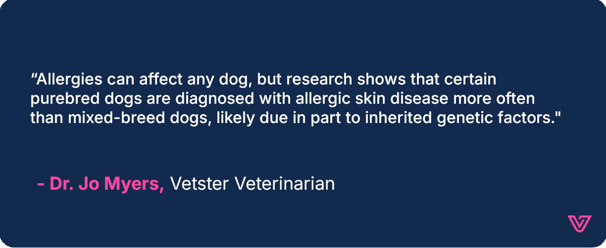 A quote from Jo Myers describing how purebred dogs are more susceptible to skin allergies