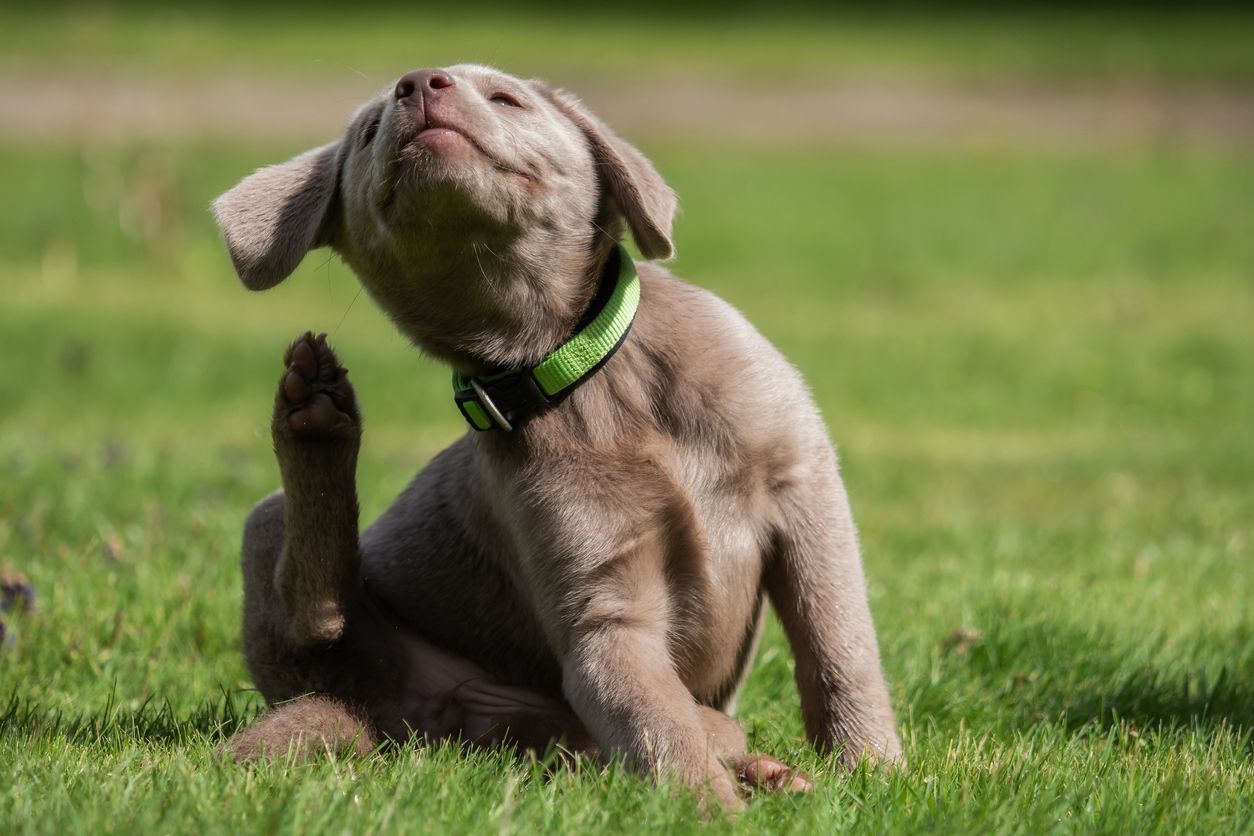 A puppy scratches their neck in a field