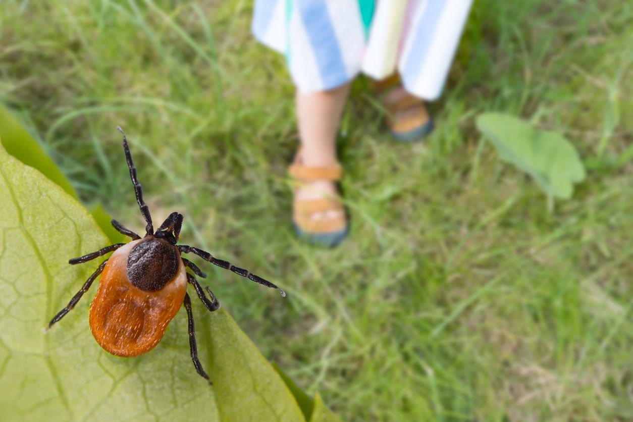 A tick stands on the edge of a leaf