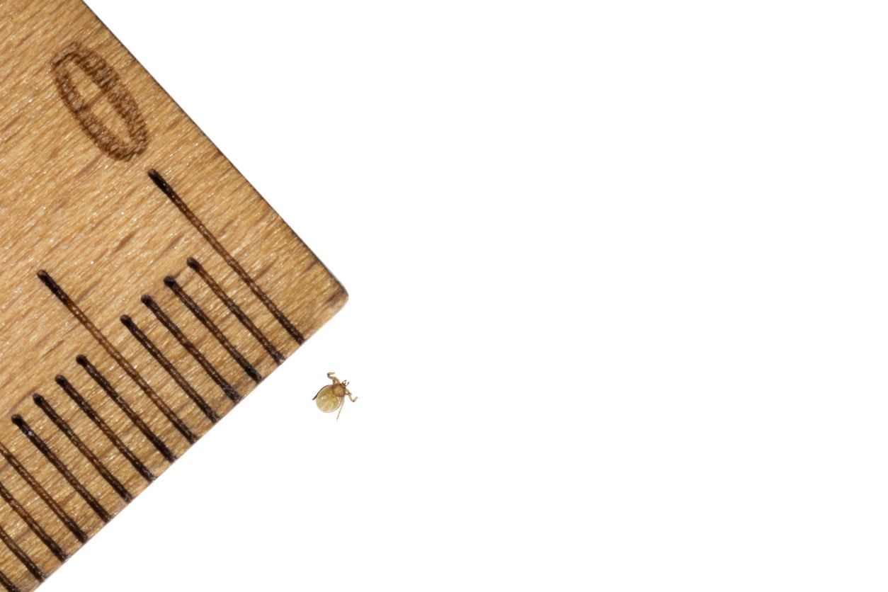 An image of a tick larvae