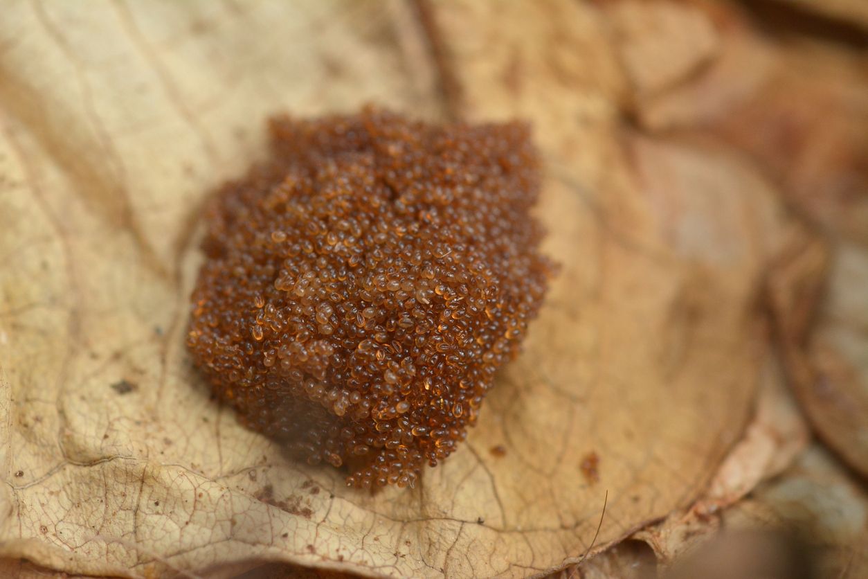 Photo of tick egg cluster