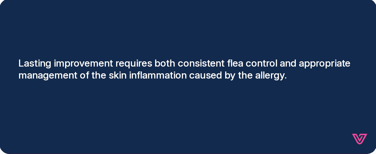 Lasting improvement requires both consistent flea control and appropriate management of the skin inflammation caused by the allergy.