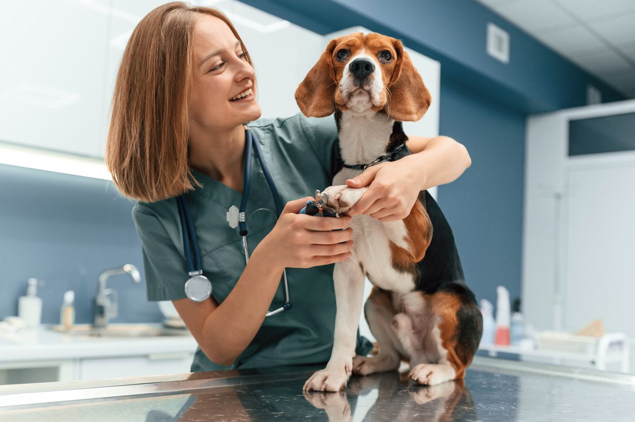 A vet examines a dog in a clinic