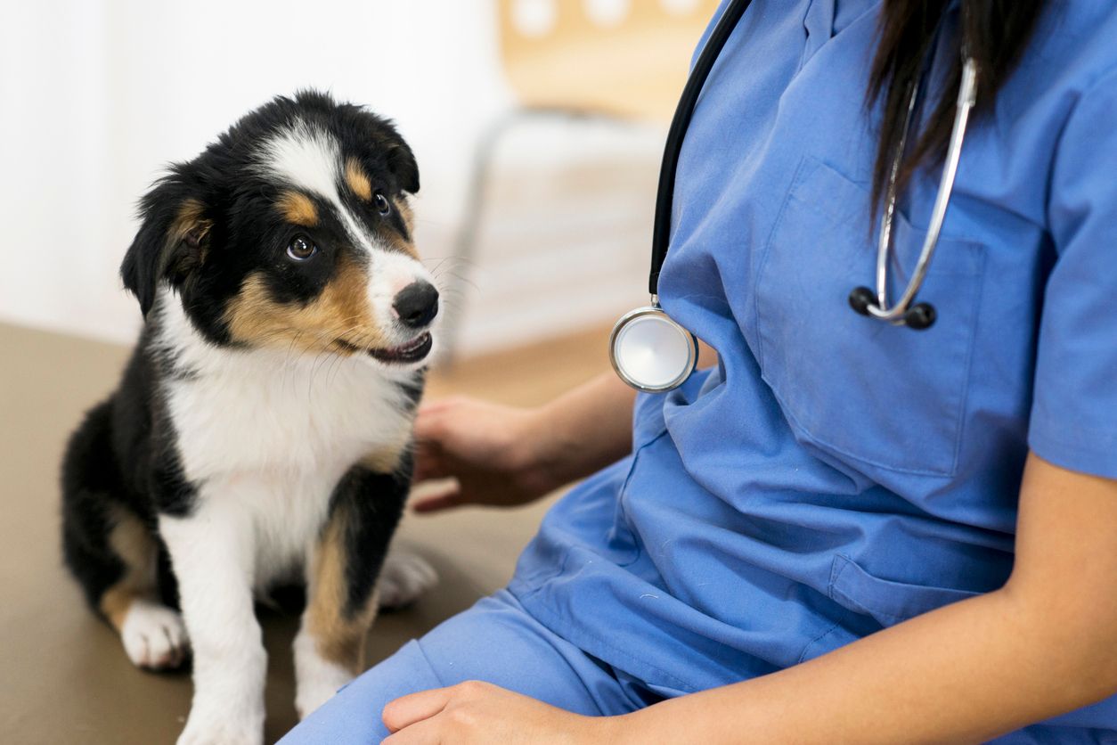 A puppy at the vets