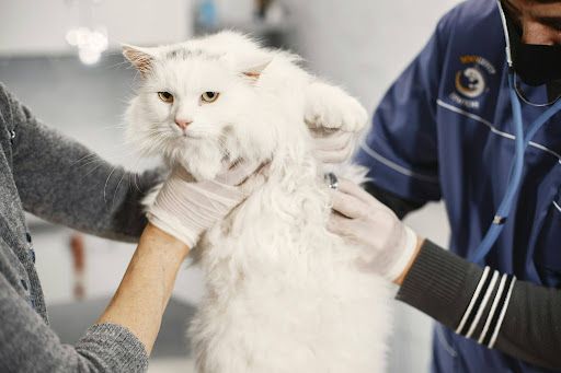 A white cat being held and examined by two vets