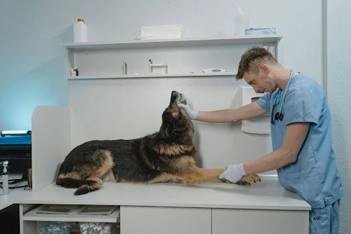 A dog being examined by a veterinarian in their office