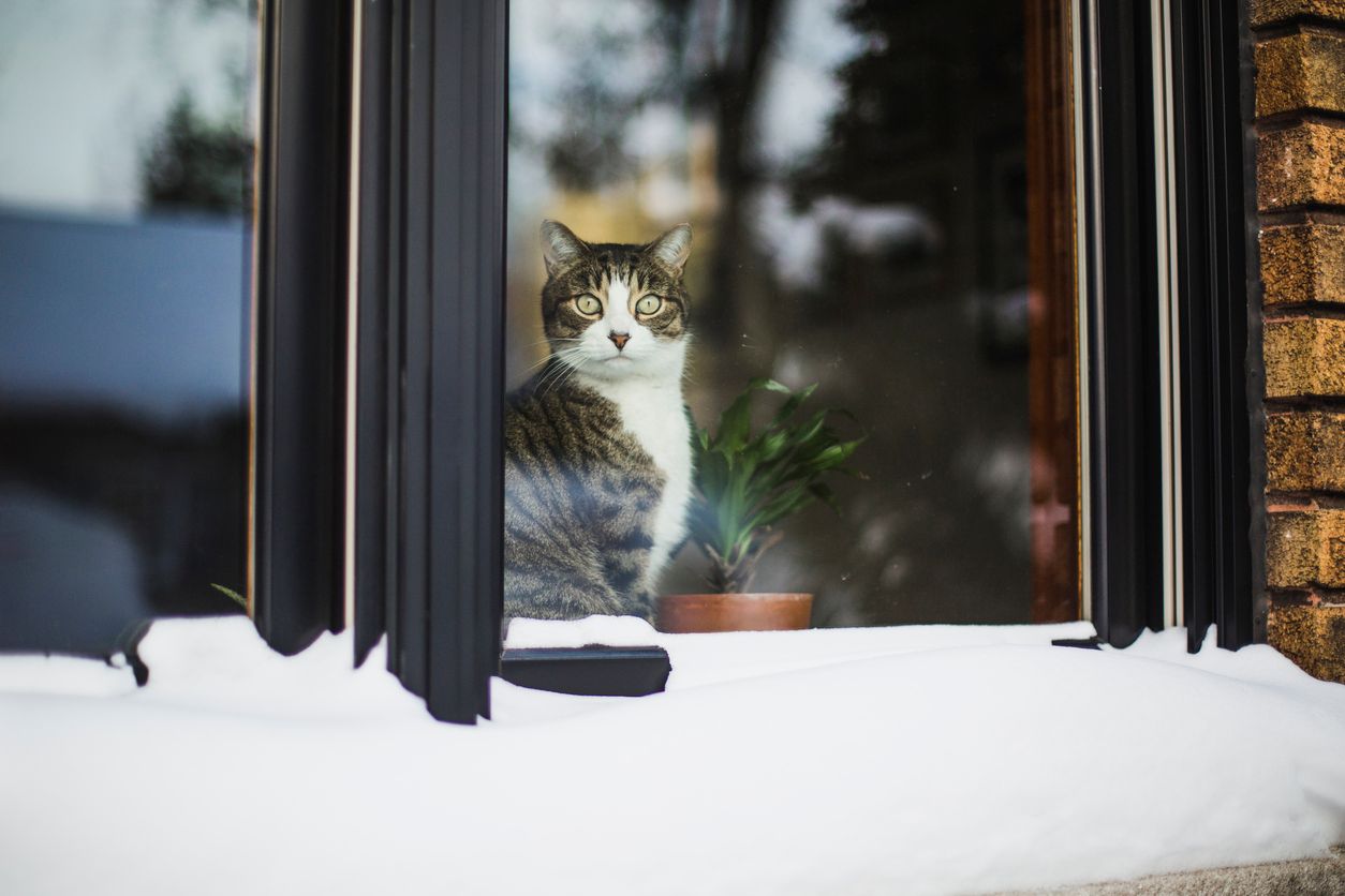 A cat looks through the window while sitting at home