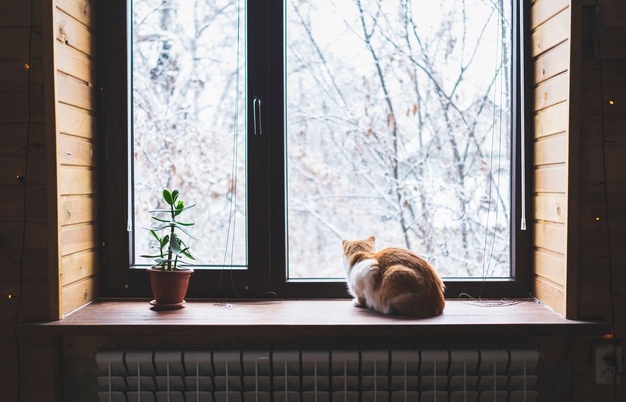 A cat sits on a window sill during winter