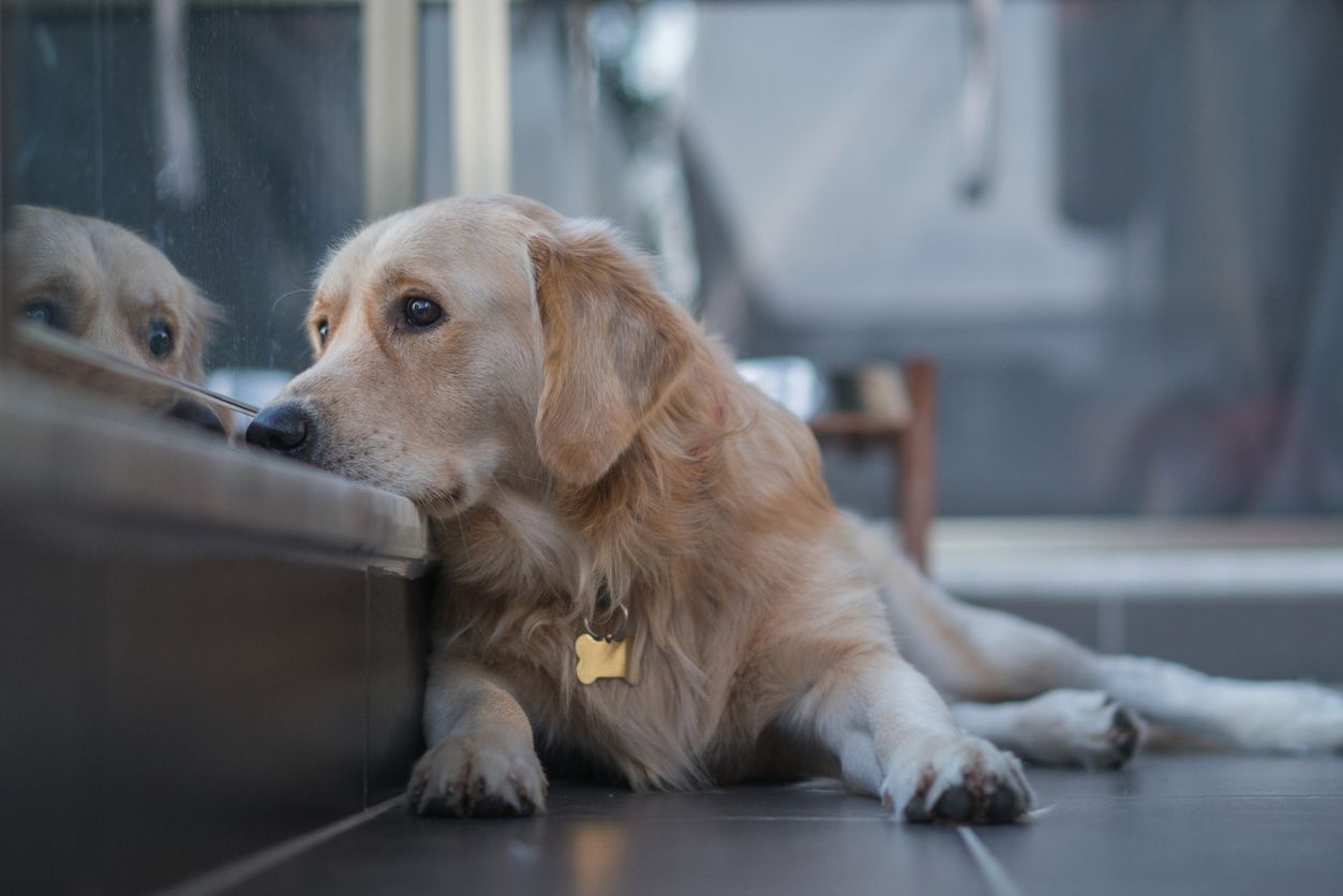 A dog lies on the ground with an anxious expression