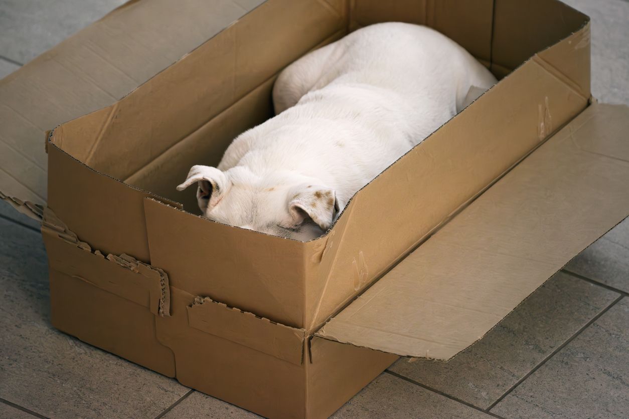 A Frightened dog hides in a box