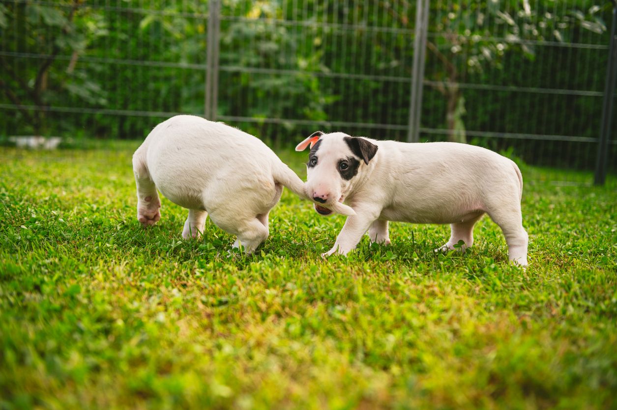 A bull terrier puppy bites another dog's tail