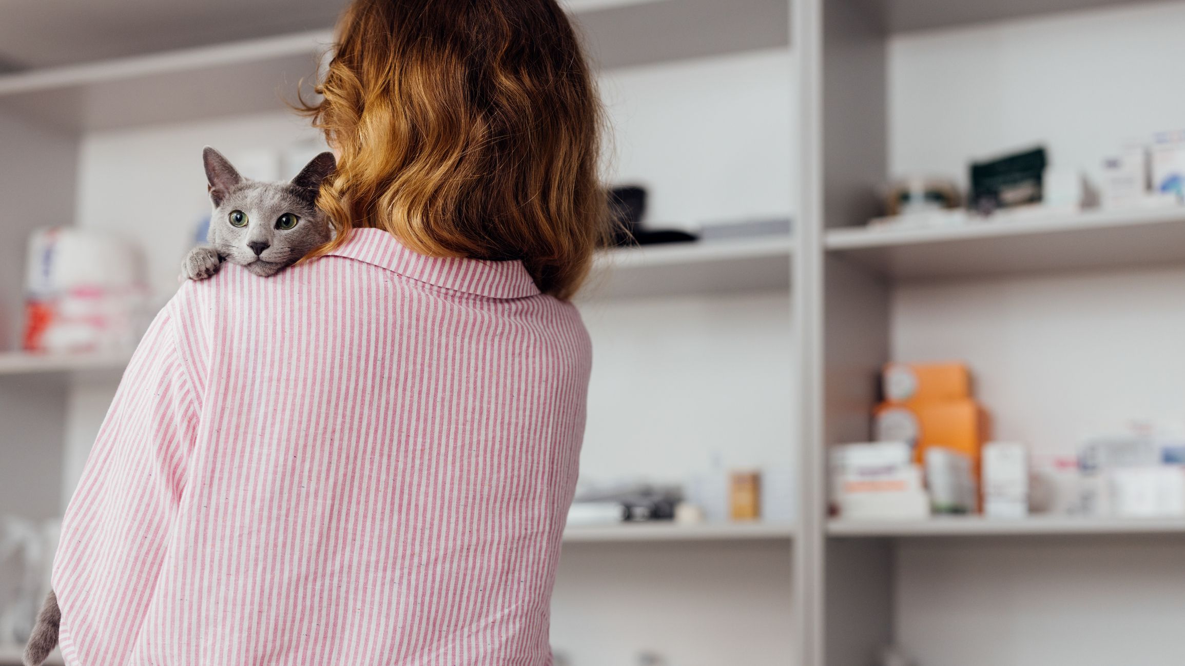 Grey cat peeking over its owner's shoulder with shelves of medications in the background