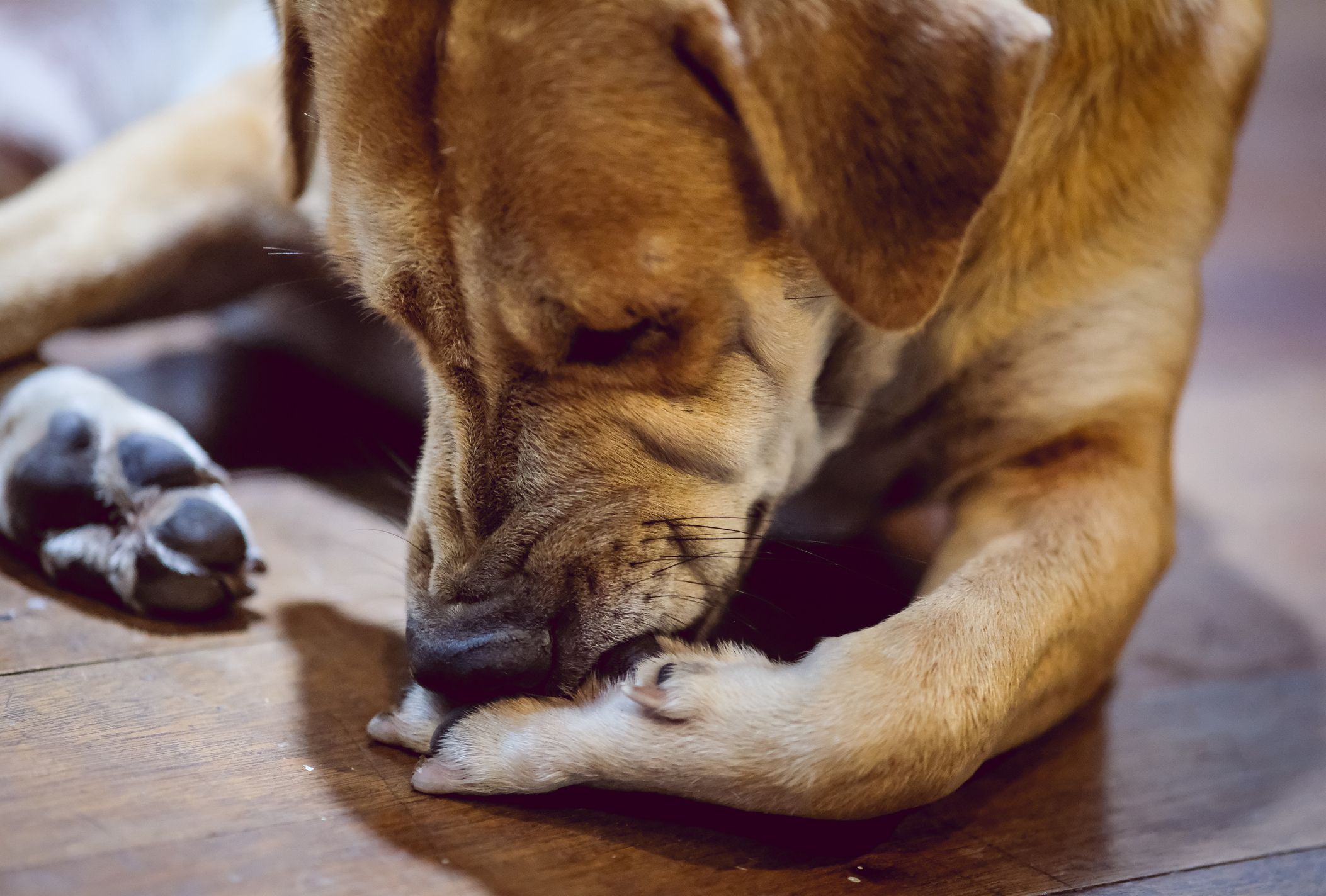 Close-up of a dog licking and chewing at its paw between the toes