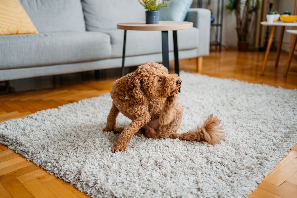 Brown, curly-haired dog scratching its neck with a hind paw while sitting on a living room rug.