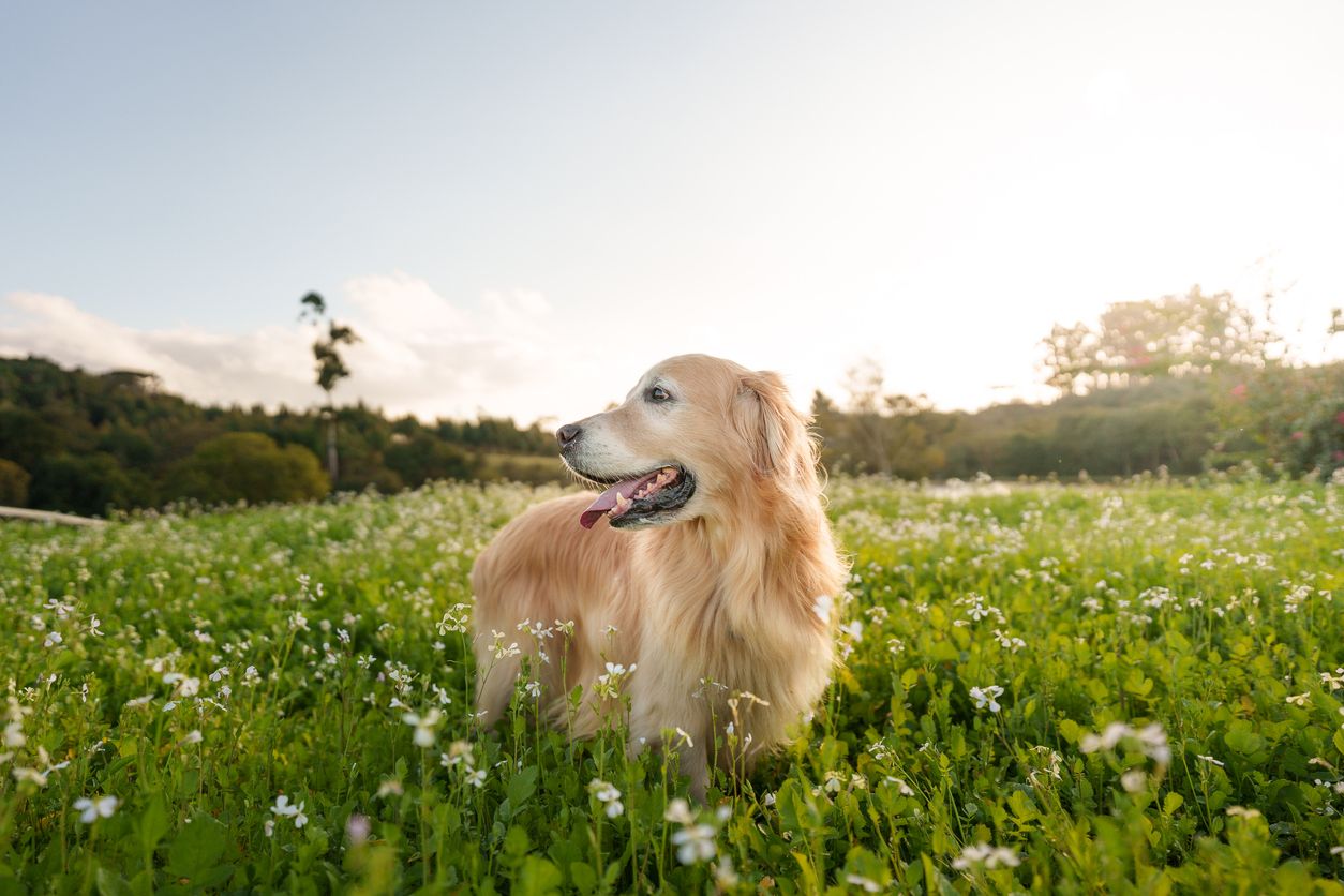 Dog in a flower field