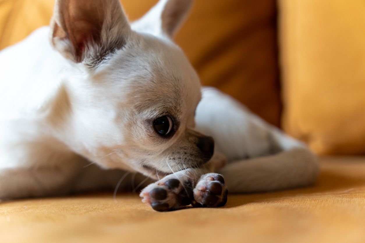 A dog itches at their paw