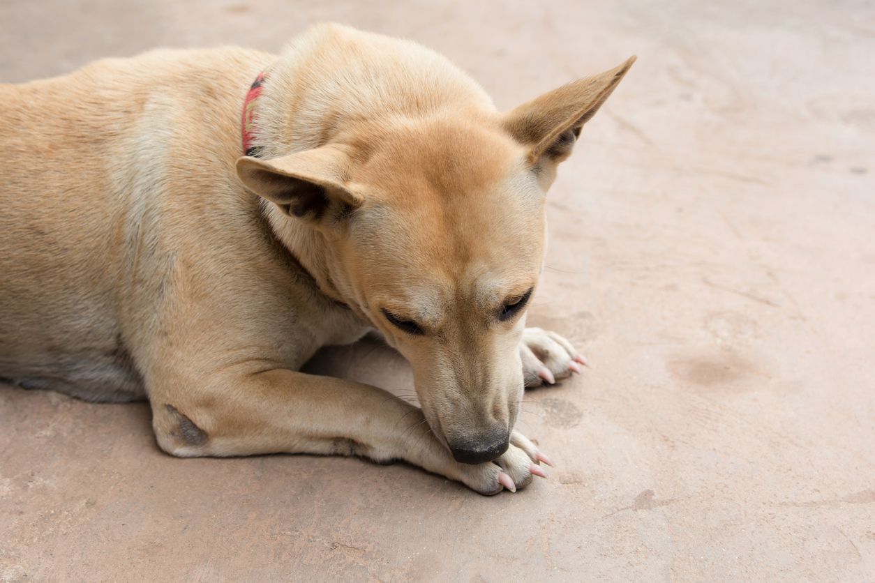 Dog licking his paw on cement floor