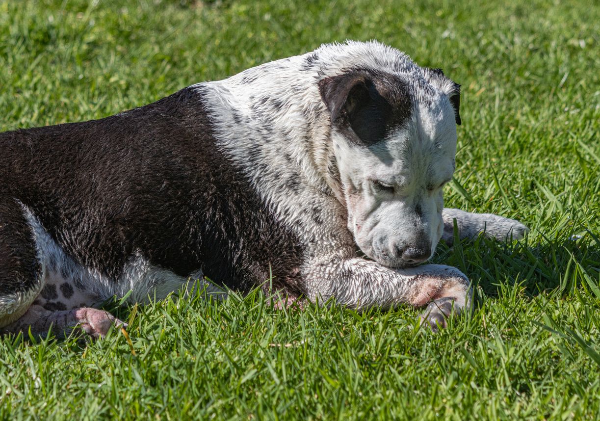 A dog licks its paw in a field