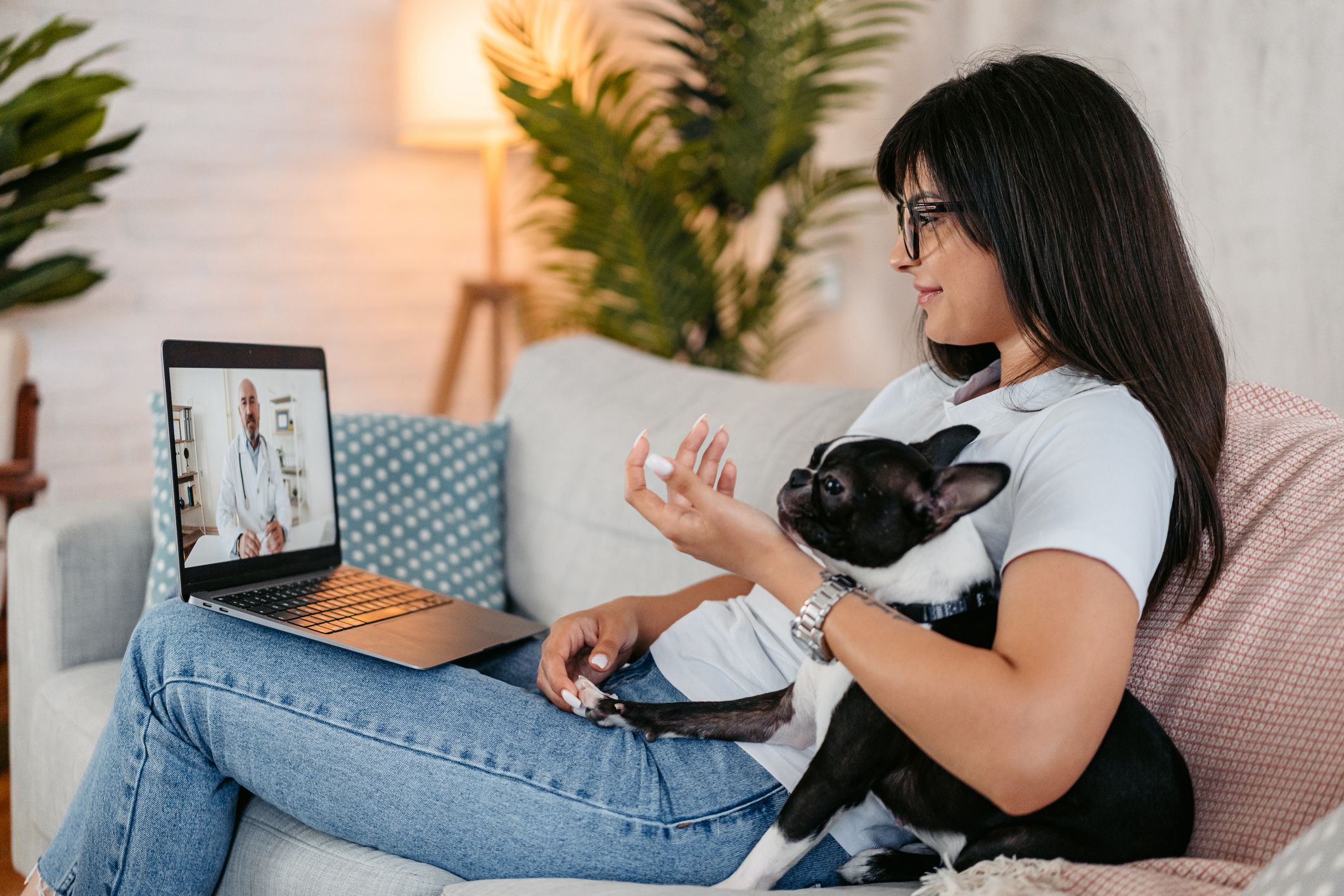 A woman sits on a couch holding a Boston Terrier in her lap while video calling a veterinarian on her laptop, gesturing as she talks through the dog's symptoms during the virtual appointment.