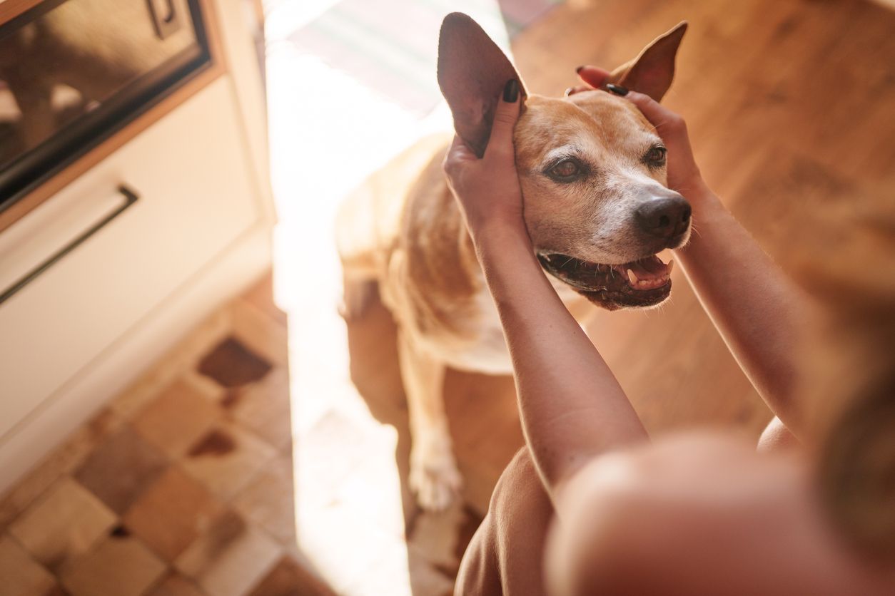 Person gently holding a dog’s ears upright to check them at home.