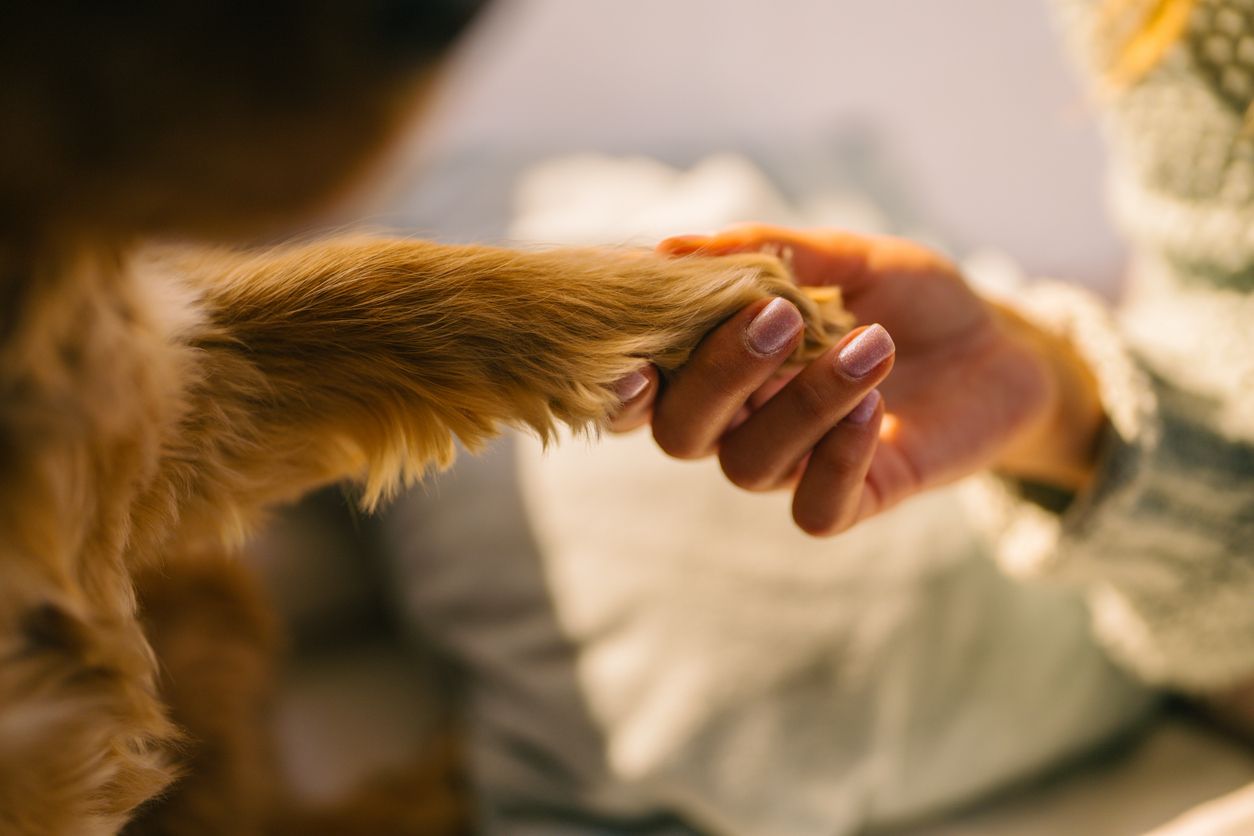 A close-up of a person holding a dog's paw.
