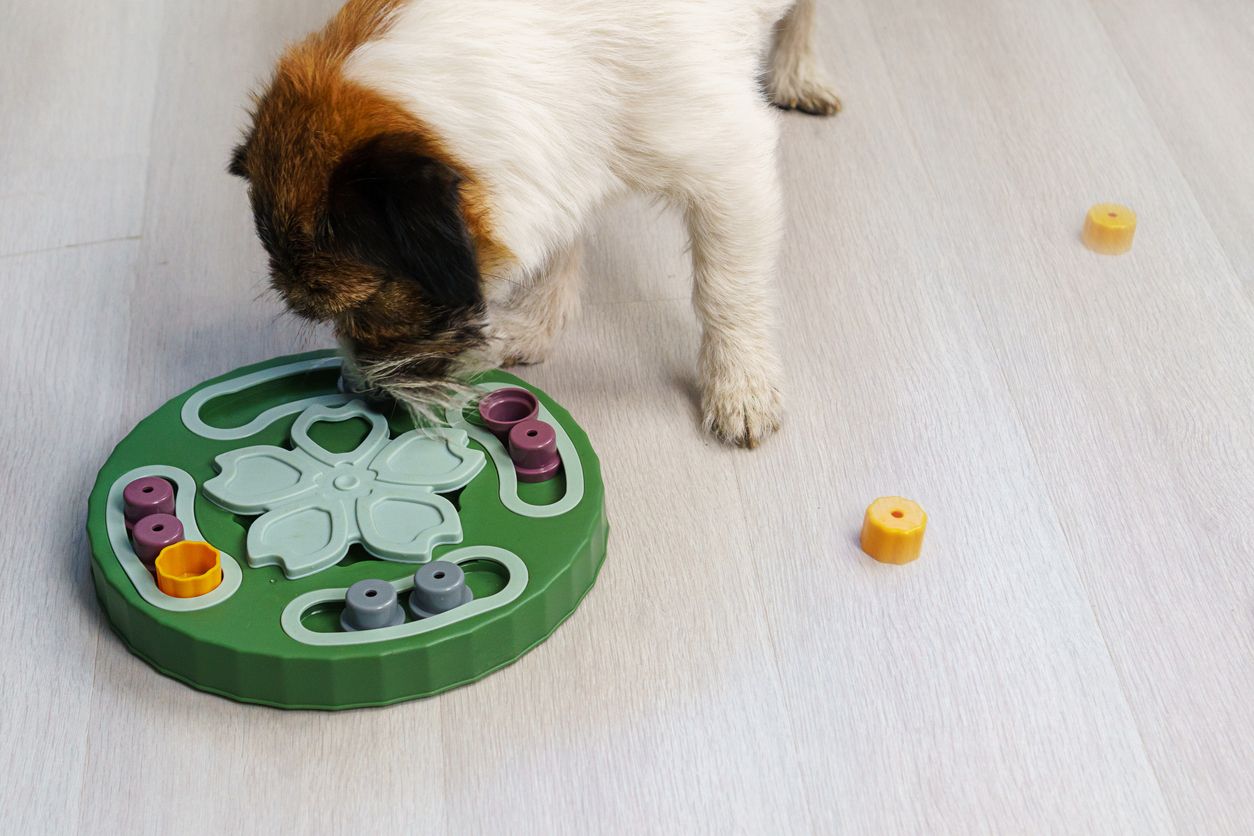 A dog plays with a puzzle toy