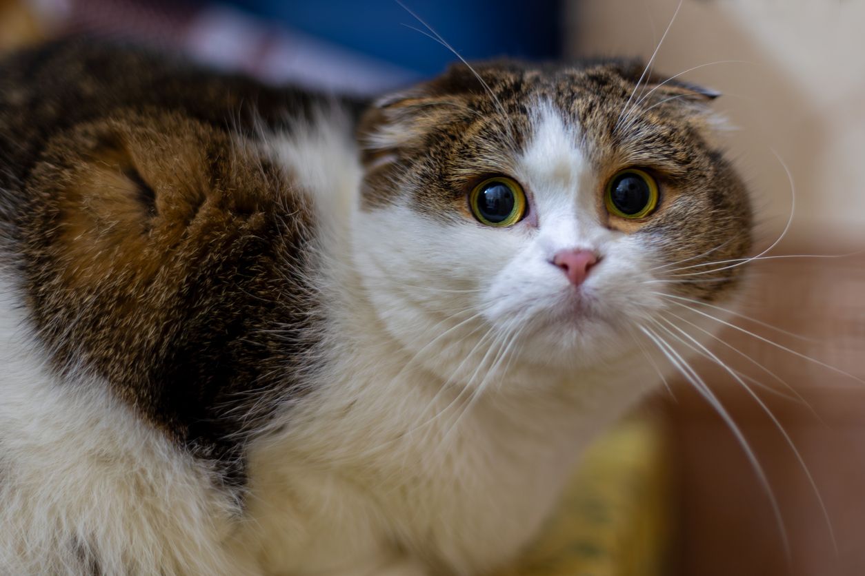 A surprised cat looks at the camera with wide eyes