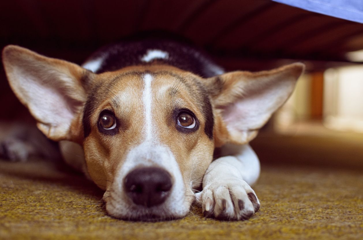 A dog hides under the couch