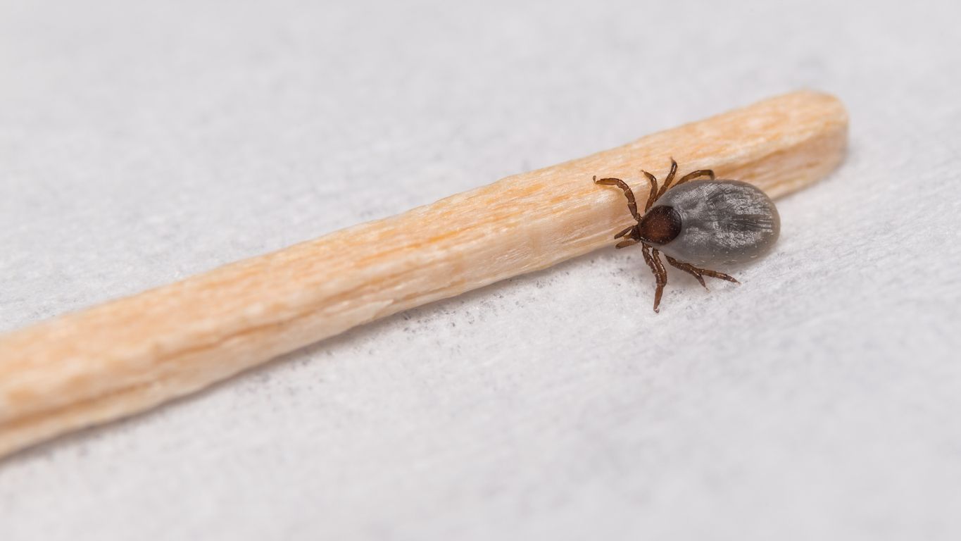 An image of a tick nymph
